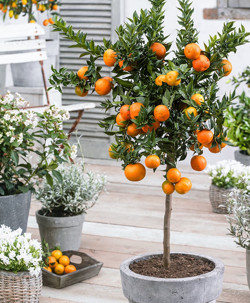 Como Cultivar Laranja Em Vasos Passo A Passo