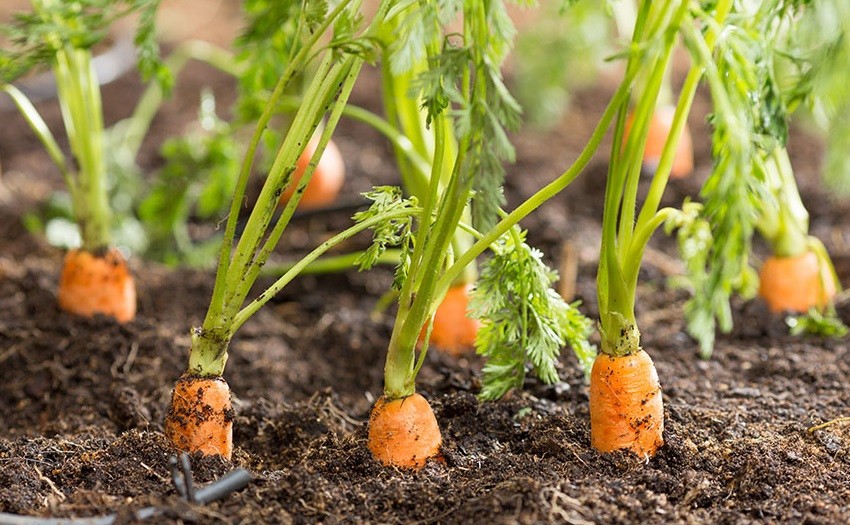 Como Plantar Cenoura Em Casa Plantio Cultivo E Colheita