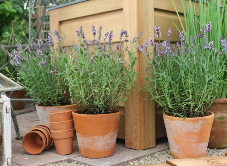 Lavanda No Vaso Cultivo Como Plantar E Cuidados