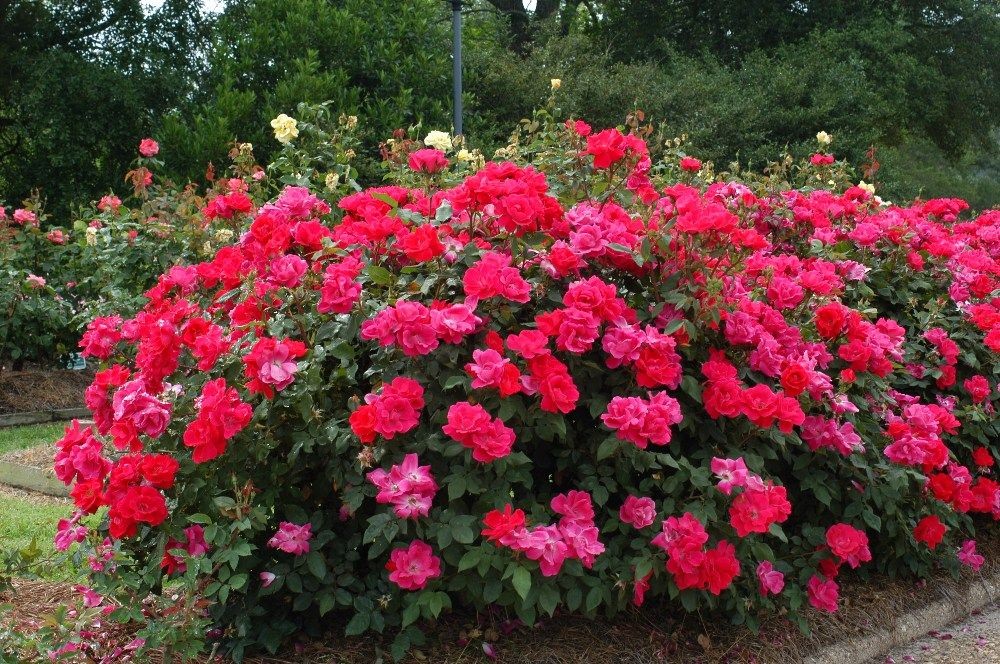 Dicas De Jardinagem Como Iniciar Seu Pr Prio Jardim De Rosas