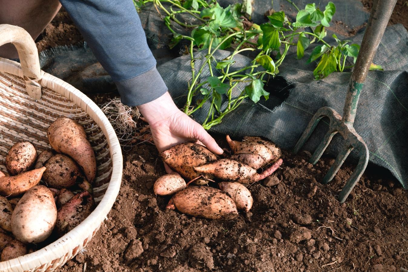 Como Plantar E Cultivar Batata Doce No Quintal De Casa 1948